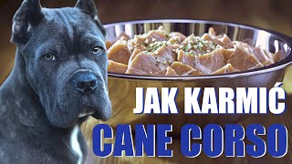 Czym karmimy BLU? | życie z Cane Corso