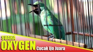 NGerii... Suara Cucak IJo Juara 1 | Oxygen Milinya Een Gobles