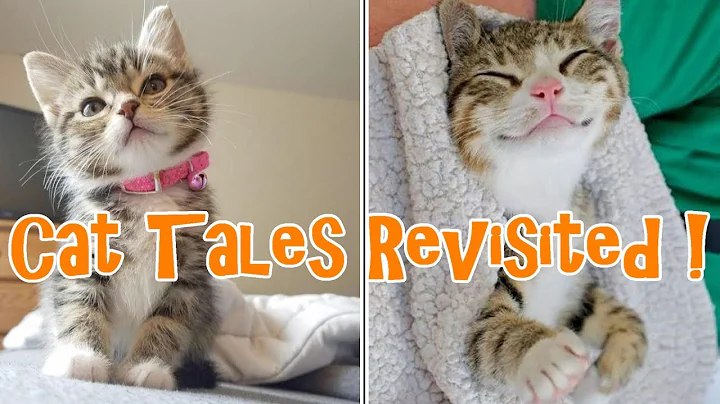 Watch the video about Episode 71 - Cat Tales Revisited !