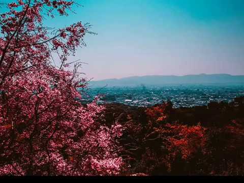 MagiCXbeats - Cherry Blossoms