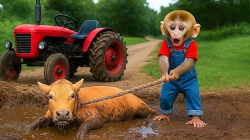 Monkey Nana Drives Tractor Rescues Cow Trapped in Swamp 🐒🚜🐄 Amazing Coco Monkey Life
