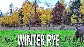 12 Reasons to Plant Winter Rye in Your Food Plot!