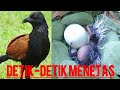 Moment Langka, Sarang Burung Bubut Baru Menetas Di Alam Liar (wild bird egg hatch)