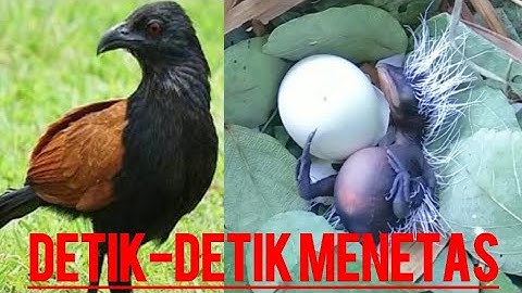 Moment Langka, Sarang Burung Bubut Baru Menetas Di Alam Liar (wild bird egg hatch)