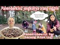 PANEN JENGKOLNYA ORANG INGGRIS DAPAT BERKILO2 || PANEN CHESNUT LIAR BARENG ADEK IPAR