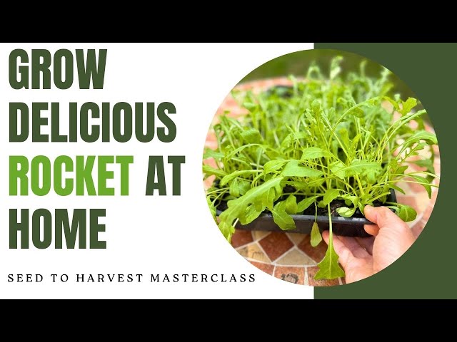 How To Grow WILD ROCKET / ARUGULA From Seed. Fast, Delicious and Perfect  for POTS - BEGINNERS GUIDE! - YouTube