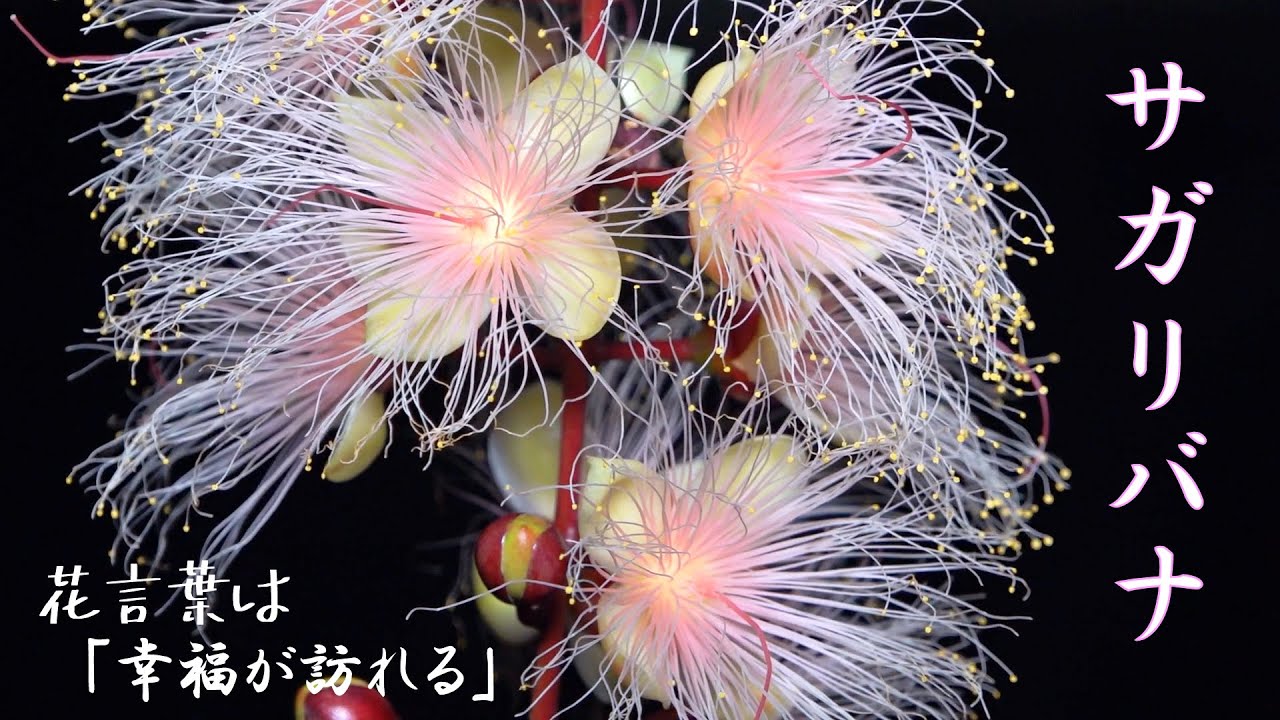 沖縄の花】2022年 名護市仲尾区のサガリバナ - YouTube