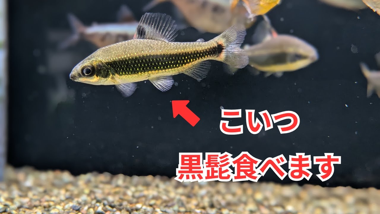 Introducing the African characin 