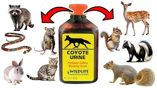 How To Use PREDATOR URINE To Get Rid of PESTS FAST - Squirrels, Raccoons, Skunks, Cats, Mice & Rats by Natural Health Remedies 1,372 views 1 month ago 8 minutes, 52 seconds