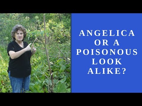 Angelica or a Poisonous Look Alike?