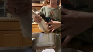 A diaper change on a paralyzed incontinent cat expressing pee and poo