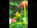 Goldfinches on the zinnias