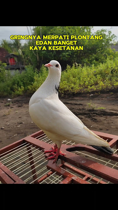 MERPATI JIRING KEKET #herdingpigeons