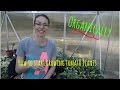 How to start growing great tomato plants