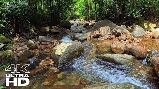 Experience Tranquility: Relax with the Soothing Sounds of Tropical Rainforest Rivers  ASMR