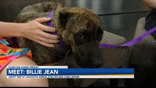 Meet Billie Jean Lafayette Animal Shelter and Care Center s Pet of the Week