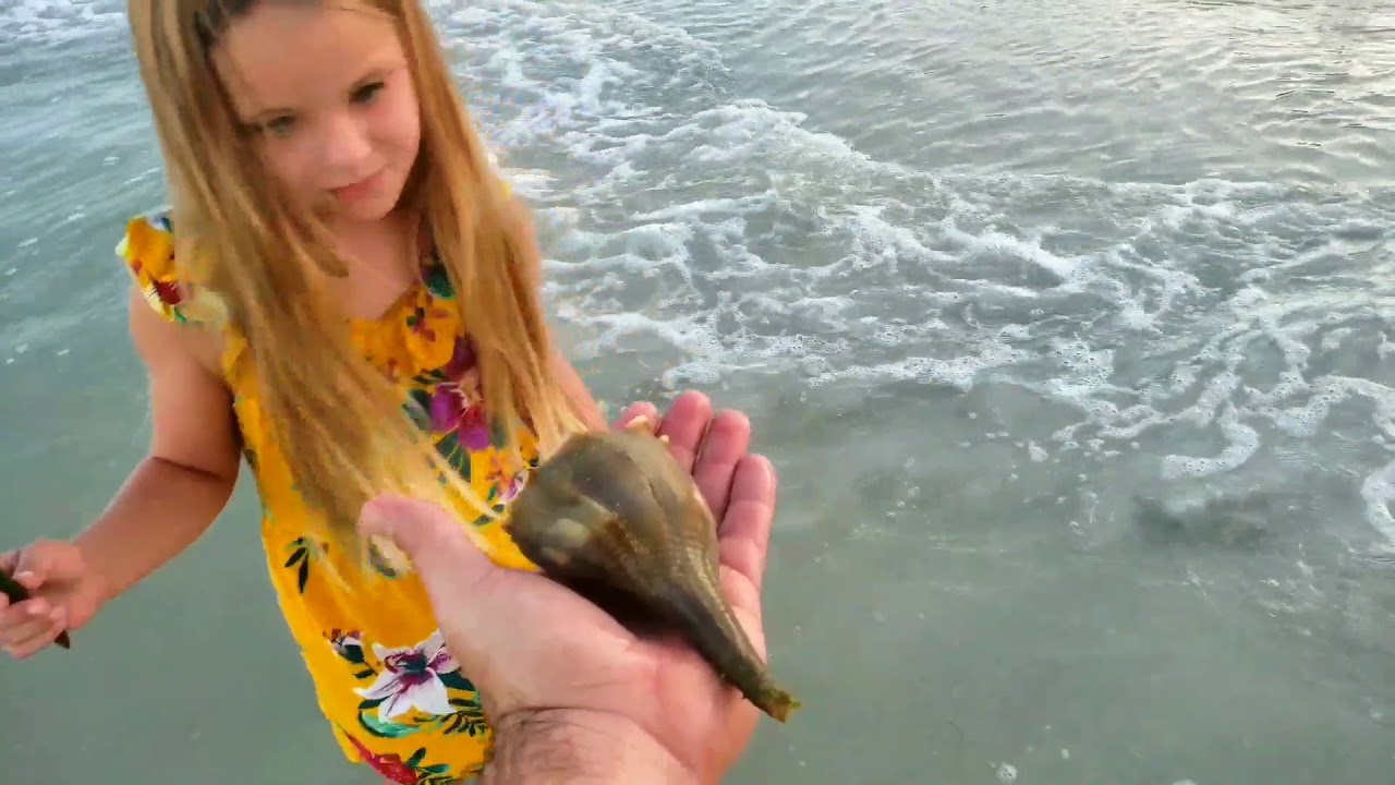 Pink Shell Dolphin Sunrise