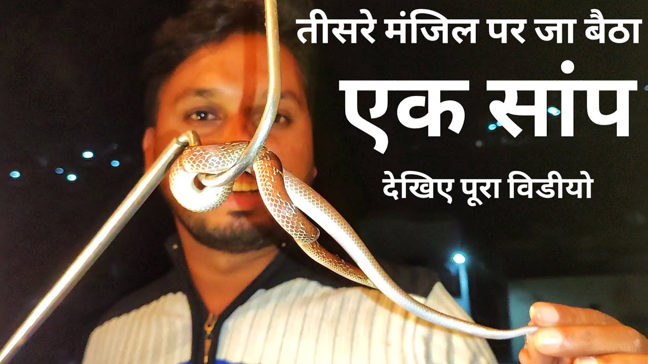 camera iphone 8 plus apk तीसरे मंजिल पर जा बैठा एक सांप/Rescue Common Wolf snake ( Non Venomous snake )