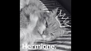 Alko ft. Hermione - Hermione