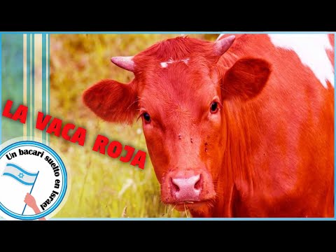 La explicacion completa sobre La Vaca Roja de Israel