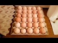 Инкубация яиц бройлеров кобб 500 в домашних условиях.