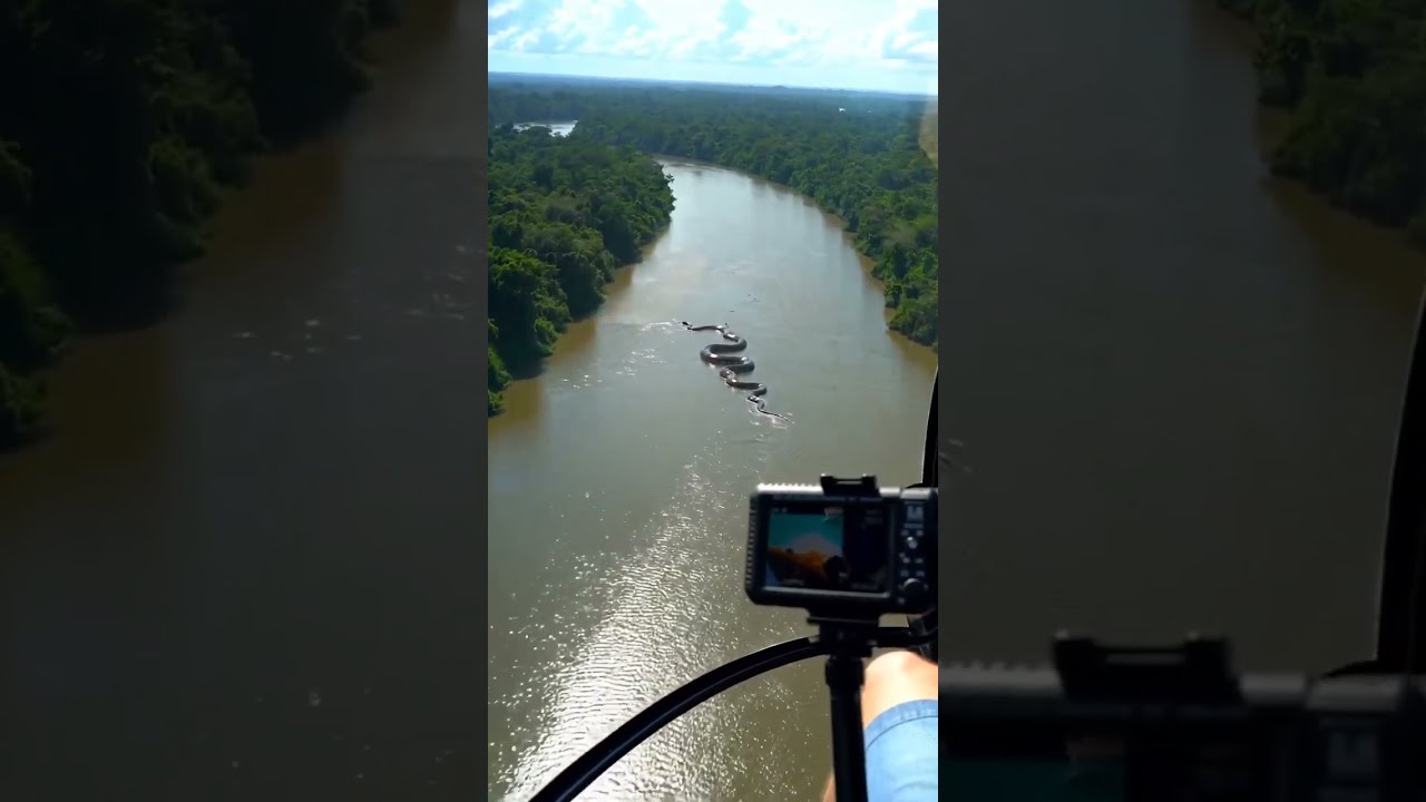 Unbelievable A GIANT Anaconda Measuring Nearly 100 Meters Has Been Spotted In The Amazon River 