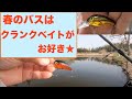 春のバスはクランクベイトがお好き★色々なルアーも試してきたよ♪【バス釣り】【ピーナッツ】【18’バスワンXT】【ナスキー C2000HGS】