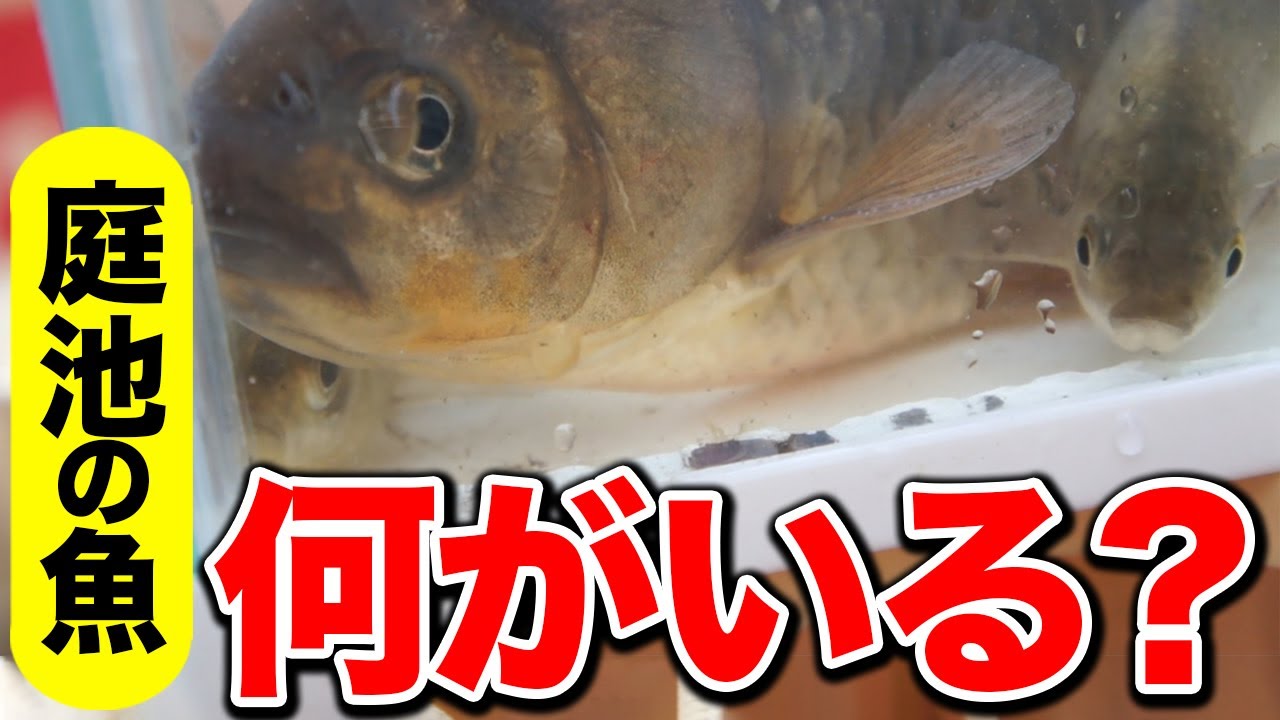 庭の池 池にいる魚達の種類 数を調べた結果 Youtube