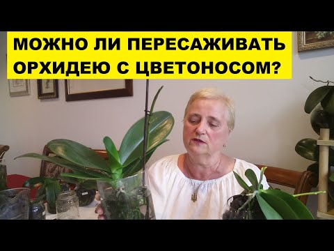 МОЖНО ЛИ ПЕРЕСАЖИВАТЬ ОРХИДЕЮ С ЦВЕТОНОСОМ?