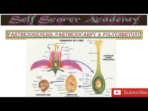 Video: Forskjellen Mellom Parthenogenese Og Parthenocarpy