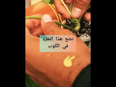 إكثار الفراوله عن طريق المدادات
