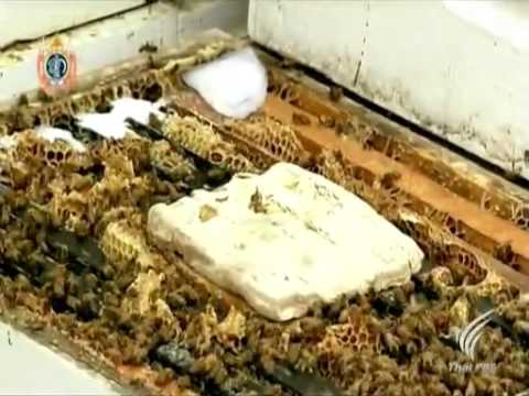 วีดีโอ: อาณาจักรผึ้ง. ตอนที่หนึ่ง