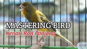 Kenari Gacor cocok buat Murai Batu jeda 1 menit