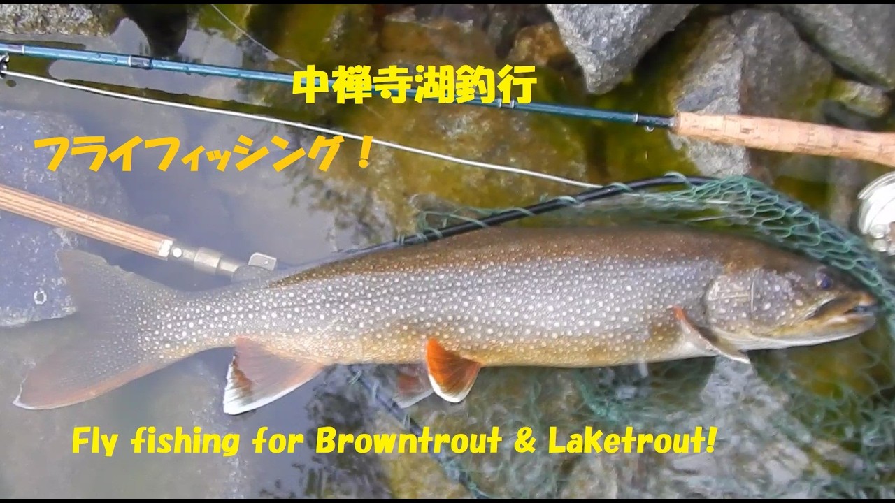 中禅寺湖の釣り！【フライフィッシング】Fly fishing for Trout Lake