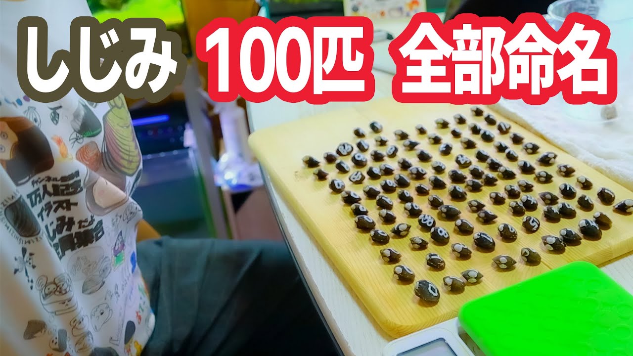 しじみ100匹に名前を決めて 体重測定を実施した動画【アクアリウム