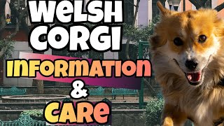 pembroke welsh corgi (information & care)