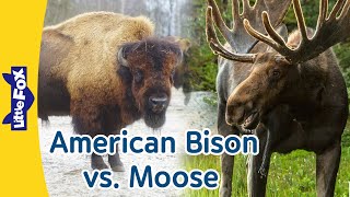 Comparing a Bison and a Moose | Horns or Antlers? | Wild Animals | Little Fox