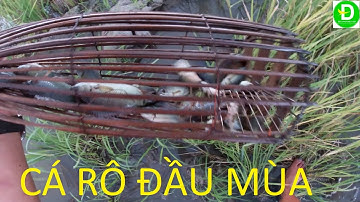 183   Đặc Xà Di Đồng Chét - Cá Rô Non Kho Tương Hột Nước Cốt Dừa | Đất Phương Nam