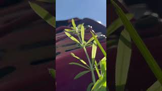 2015 Troy Bilt Pony startup