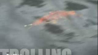 Lucky Lure's Musky Pike Arowana swimbait