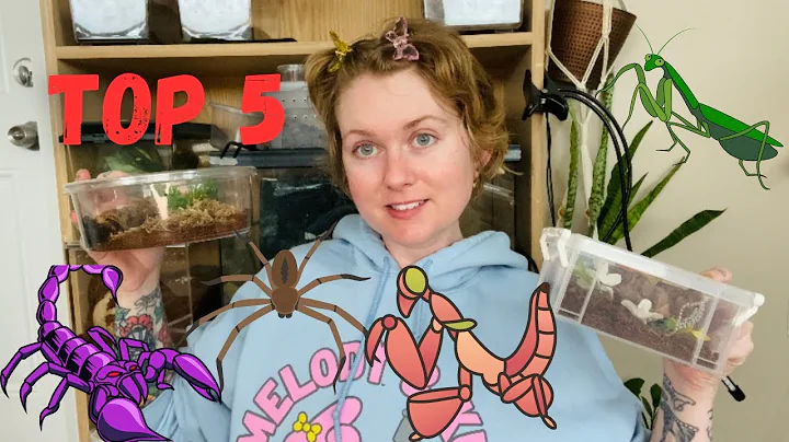Top 5 Invertebrates for Beginners!! (Spiders, mantis, tarantulas, and scorpions!)