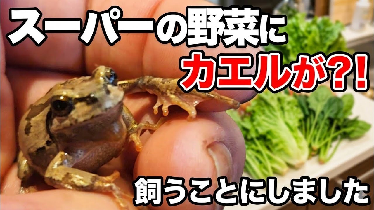 【中古】 放送教育をかえる True Story] An incident occurred at a supermarket before opening