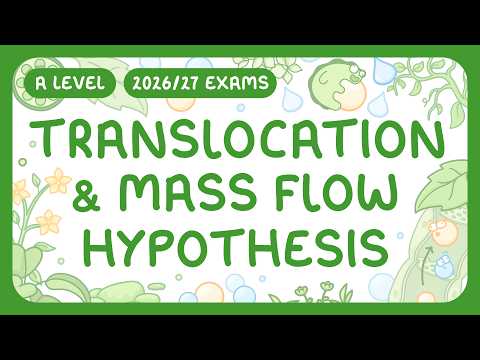 A-Level Biology - Translocation & Mass Flow Hypothesis | How Active Loading Works (2026/27 exams)