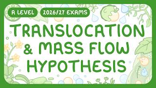 A-Level Biology - Translocation & M Flow Hypothesis How Active Loading Works 202627 Exams