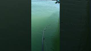 Something terrible happens #fishing #australia #fish #shark #bigfish