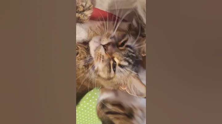 Video 11569041: mainecoon cat kitten
