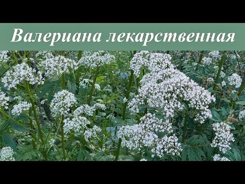 Валериана лекарственная - как выглядит, как заготовить корни?