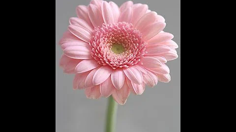 Kathleen Floyd - Forever In Our Hearts