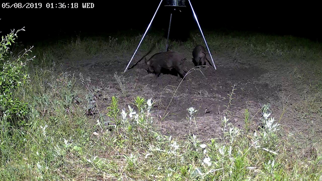 Wild Hogs On Camera 5-08-19 (Feeder 4) - YouTube