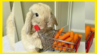 SO FUNNY and CUTE RABBIT BUNNY  CARROT EATING RABBIT  JUMPING RUNNING RABBIT BUNNIES